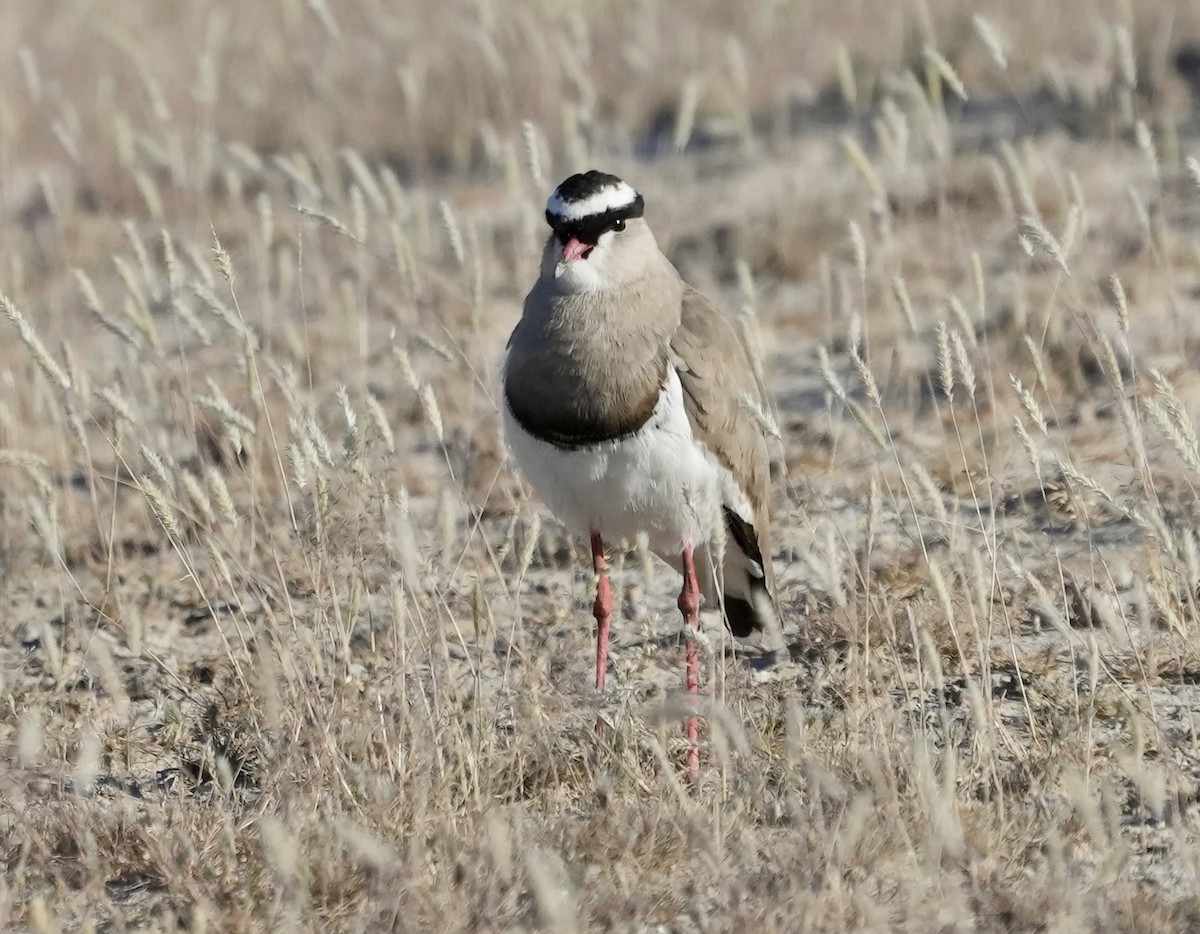 Crowned Lapwing - Anthony Schlencker