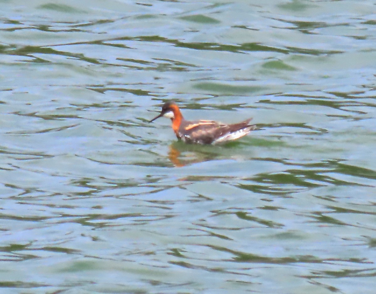 Phalarope à bec étroit - ML619161909