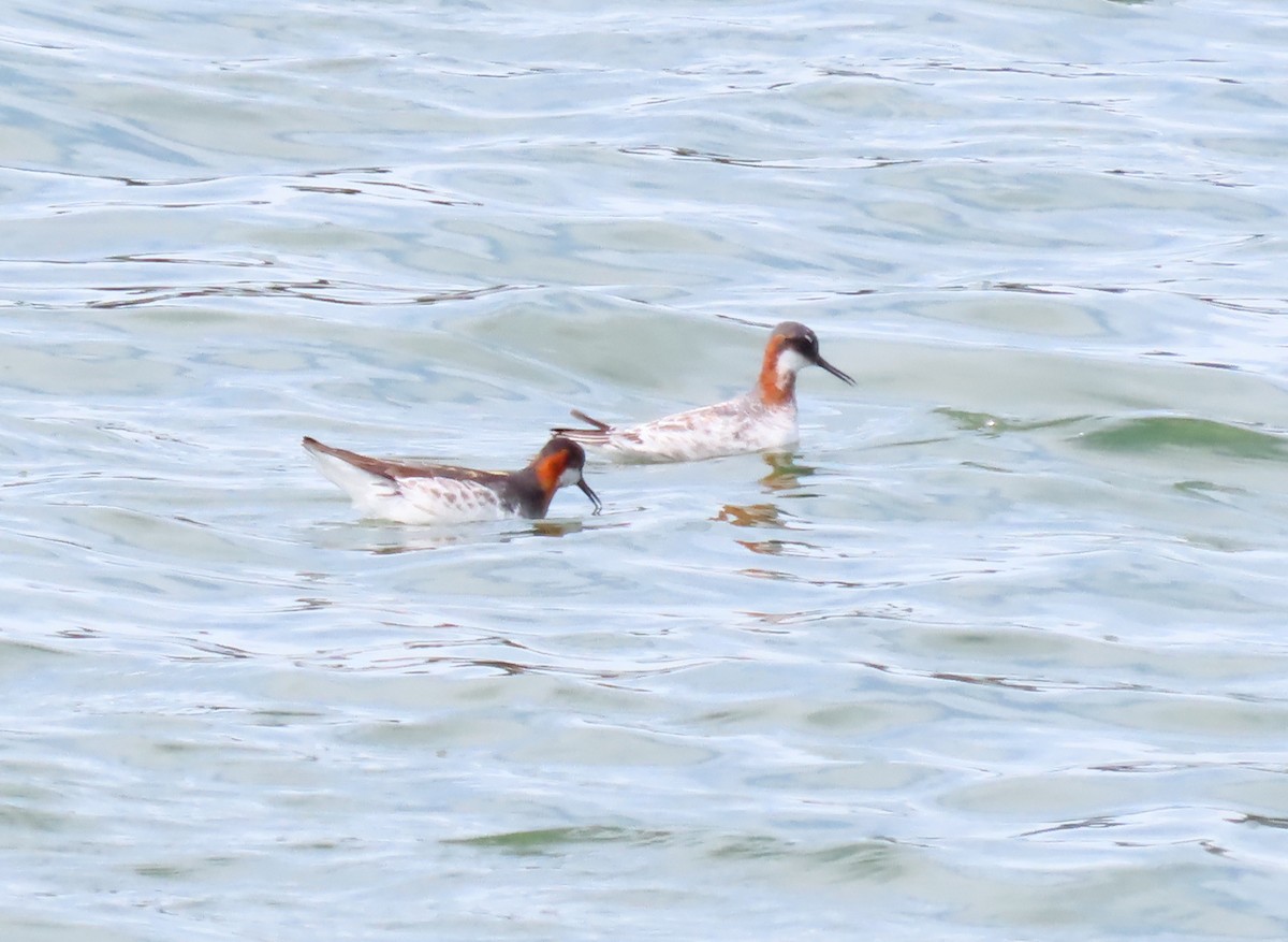 Red-necked Phalarope - ML619161910