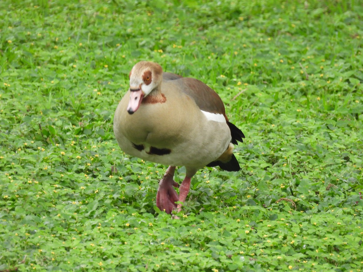 Egyptian Goose - ML619161915