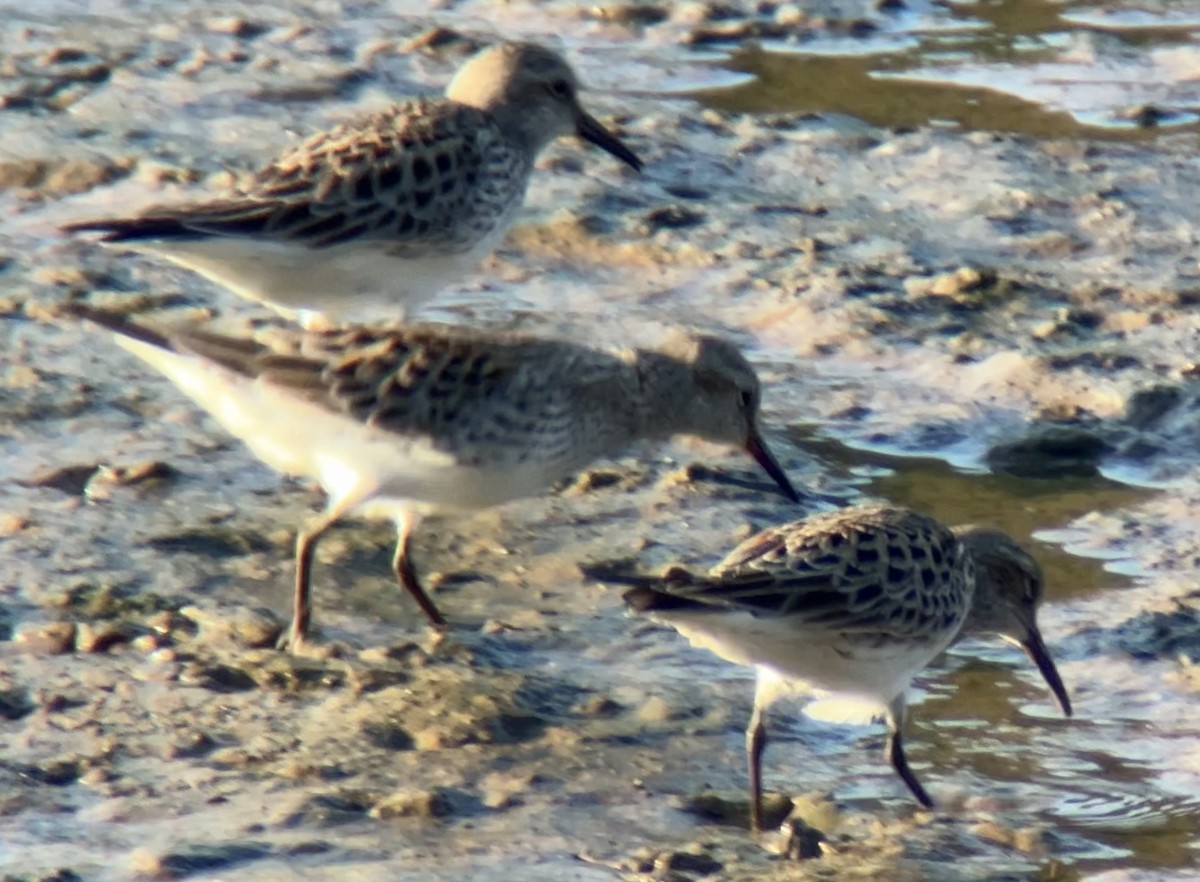 White-rumped Sandpiper - Mark McShane