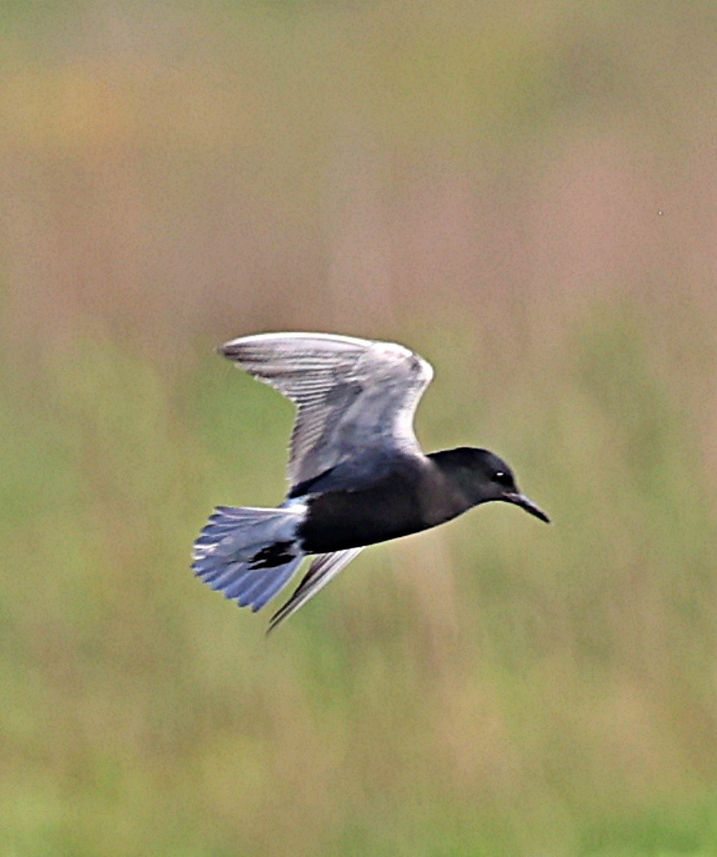 Black Tern - ML619161931