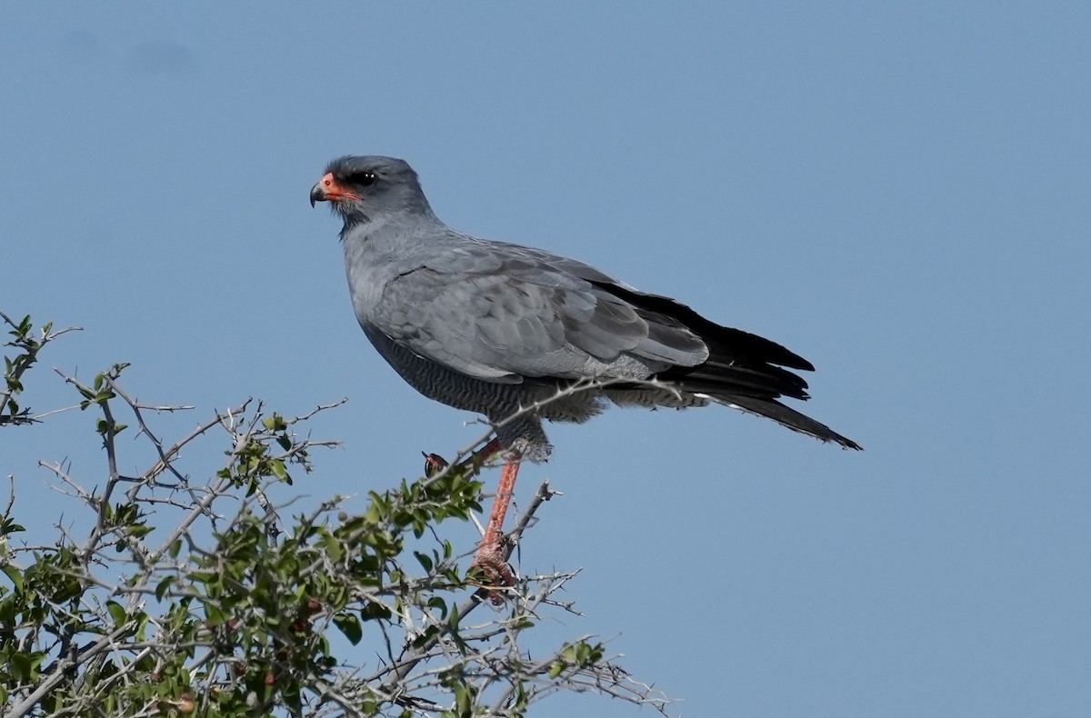 Pale Chanting-Goshawk - ML619161934