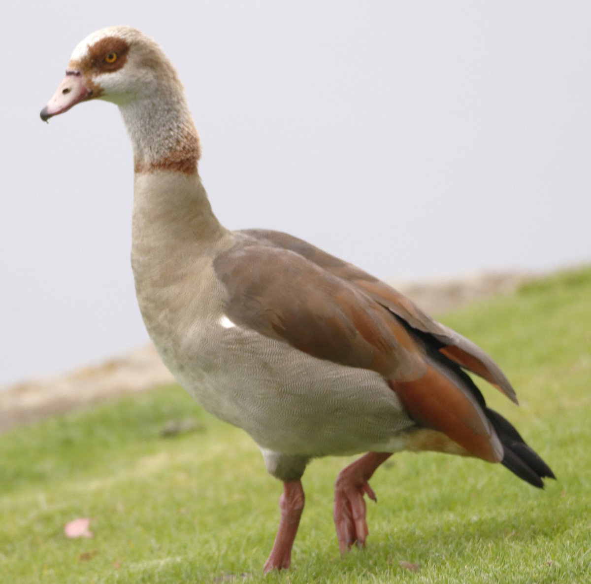 Egyptian Goose - Barry Spolter