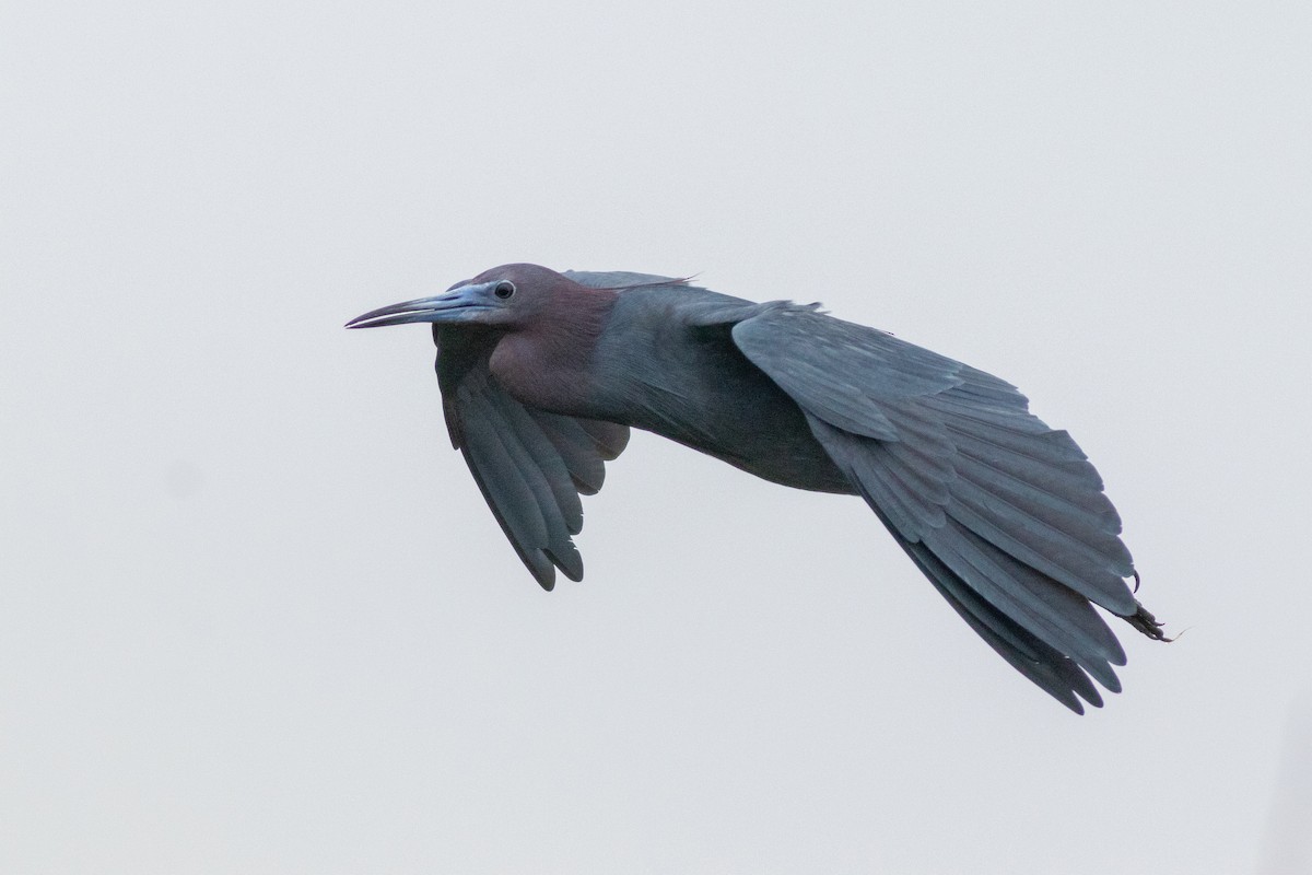 Little Blue Heron - ML619161937