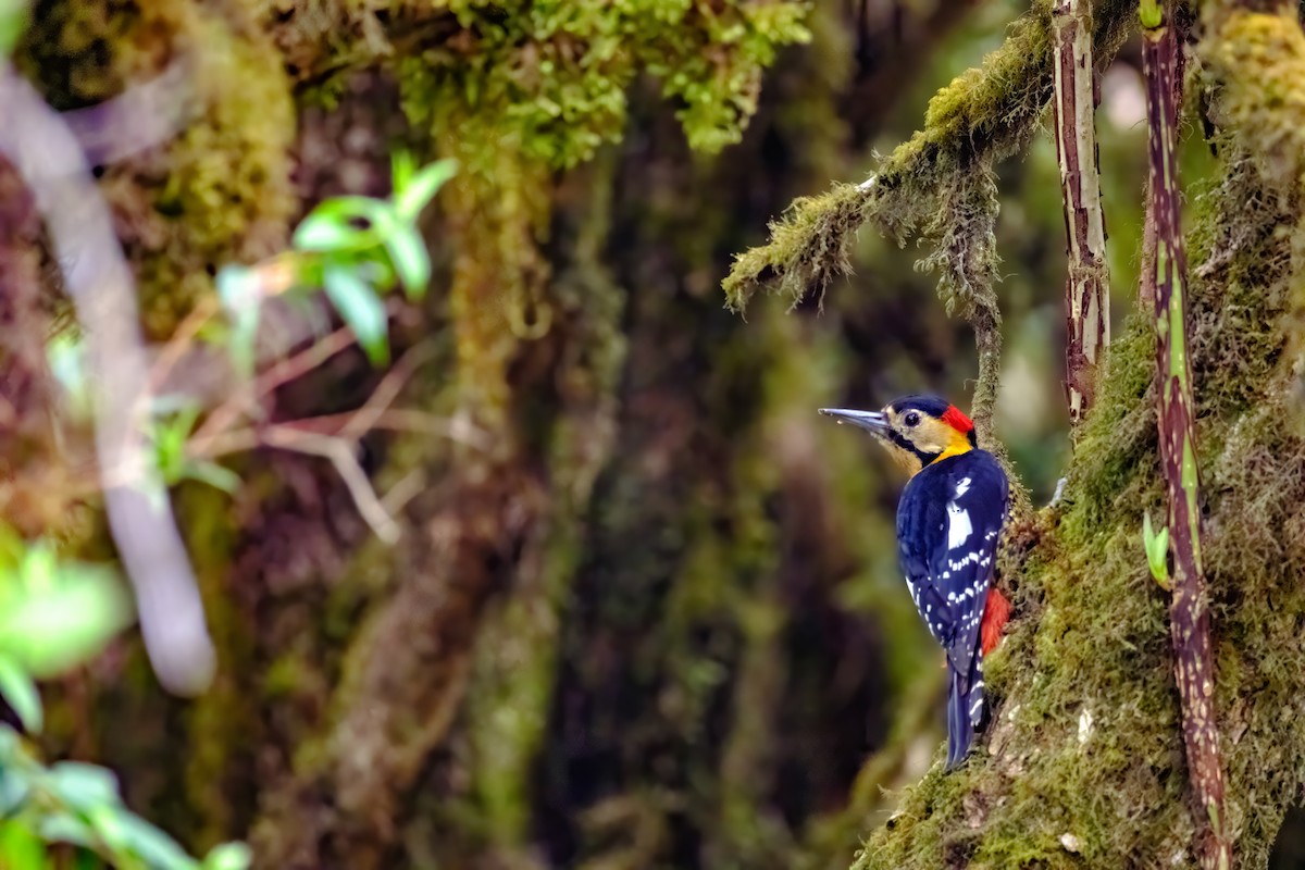 Darjeeling Woodpecker - Nara Jayaraman