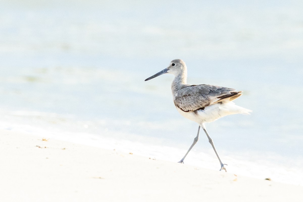 Willet - ML619161952