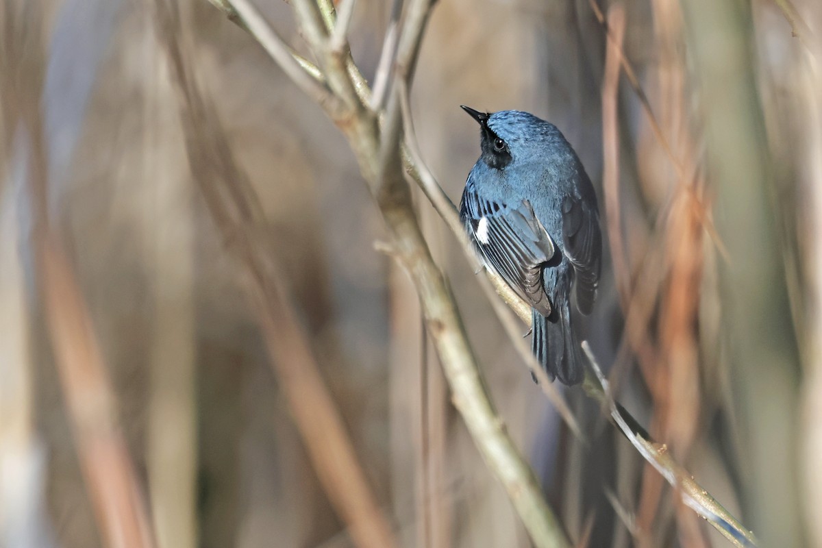 Black-throated Blue Warbler - Nathan Wall