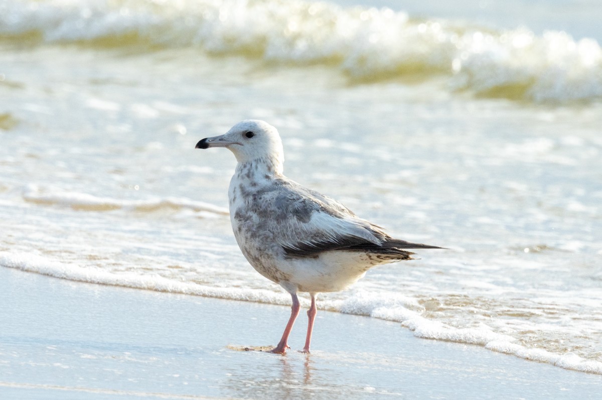 Herring Gull - Tommy Mullen