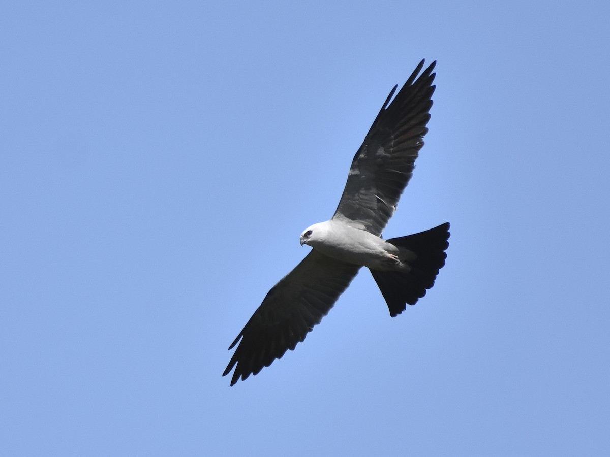 Mississippi Kite - Malcolm Gold