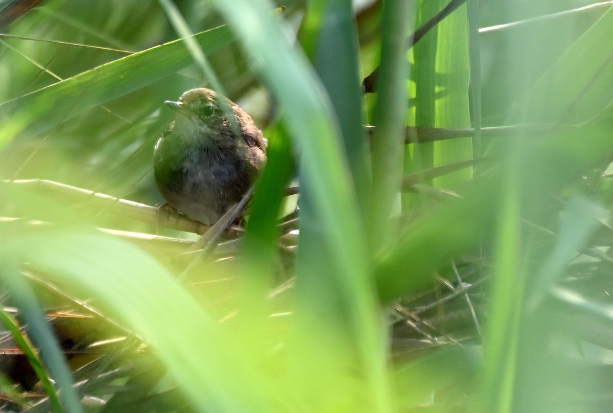 Dusky Warbler - Anshu Arora