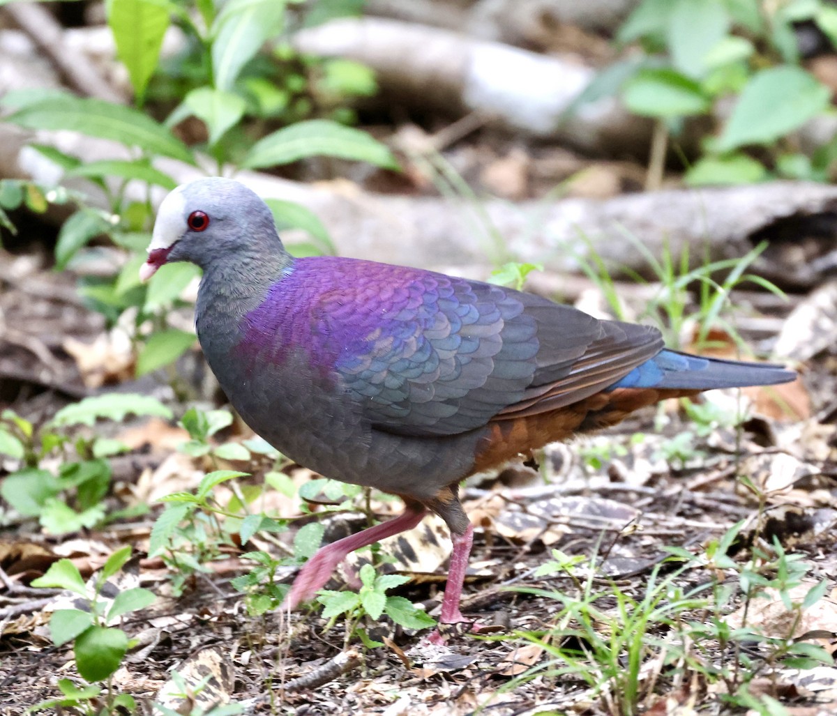 Gray-fronted Quail-Dove - Cheryl Rosenfeld