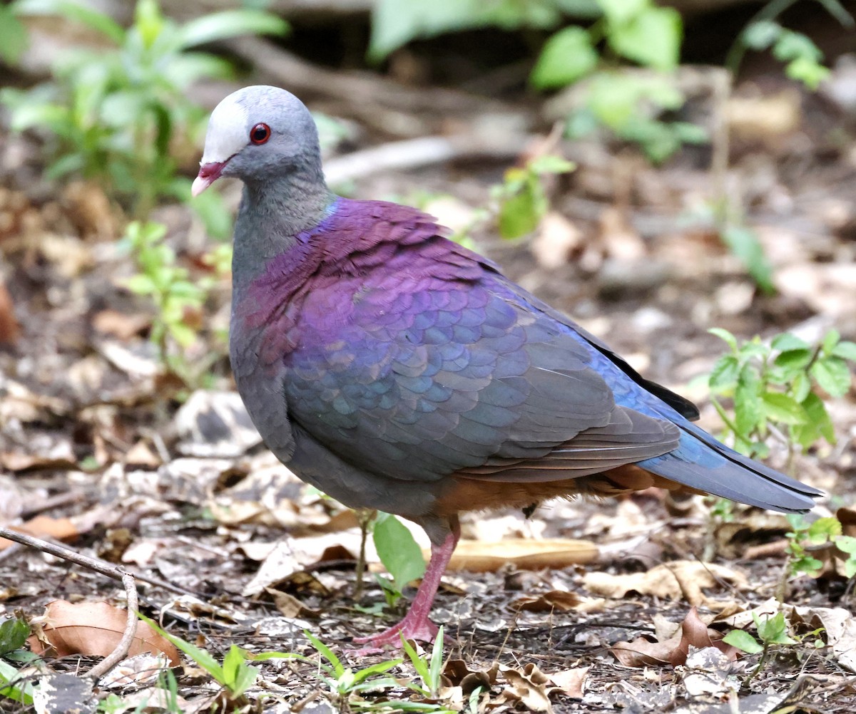 Gray-fronted Quail-Dove - ML619162020