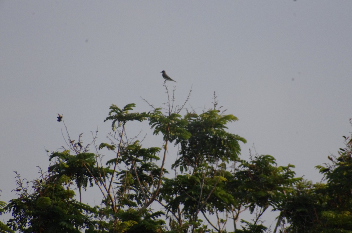 Gray Kingbird - Pedro Perez Portales