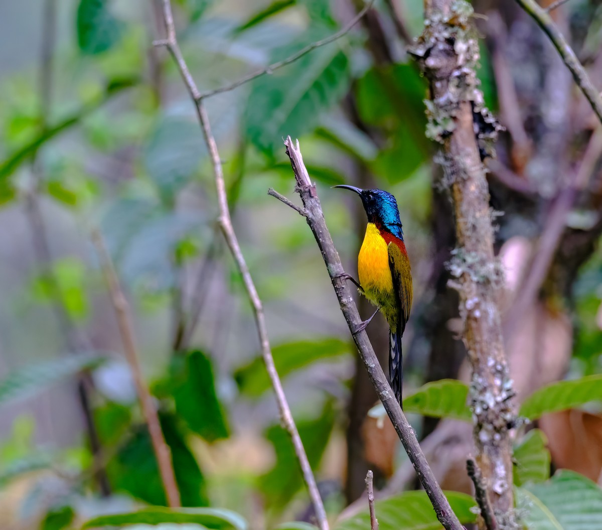 Green-tailed Sunbird - Nara Jayaraman