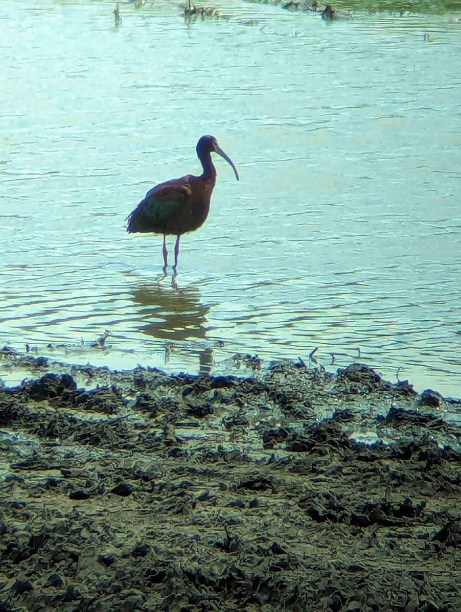 White-faced Ibis - Jack N