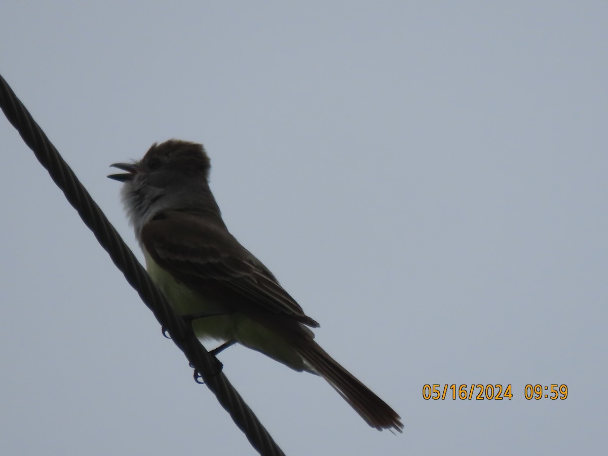 Brown-crested Flycatcher - J Berner