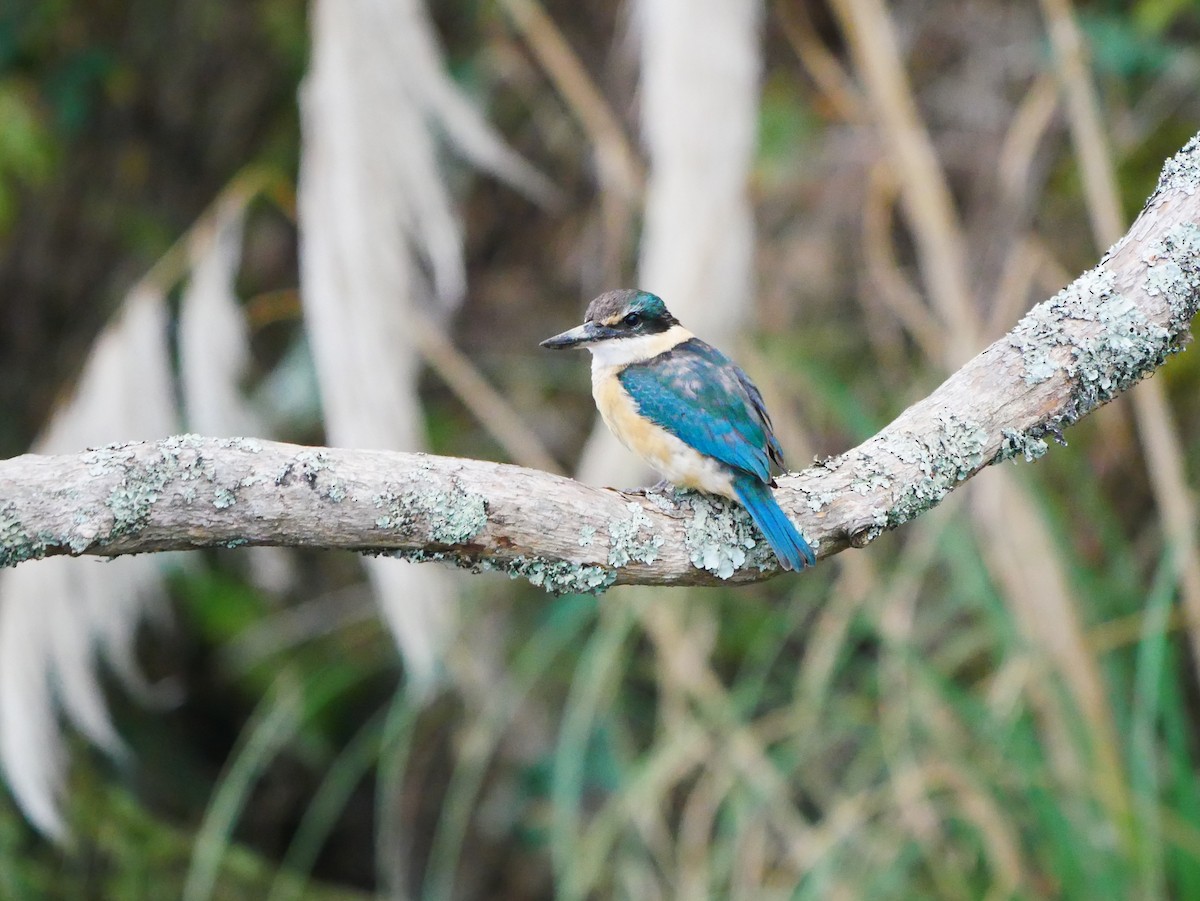 Sacred Kingfisher - ML619162064