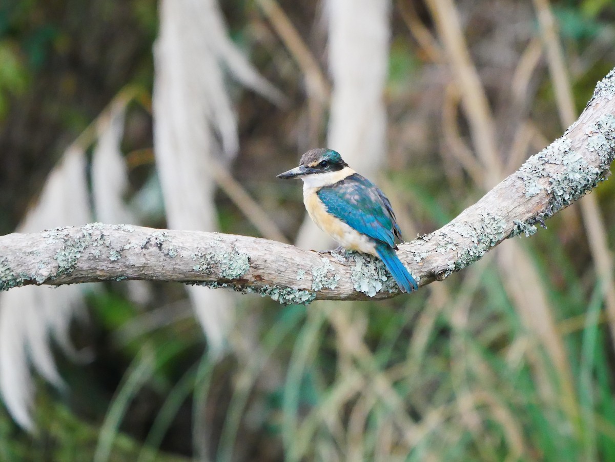 Sacred Kingfisher - Mike Bickerdike