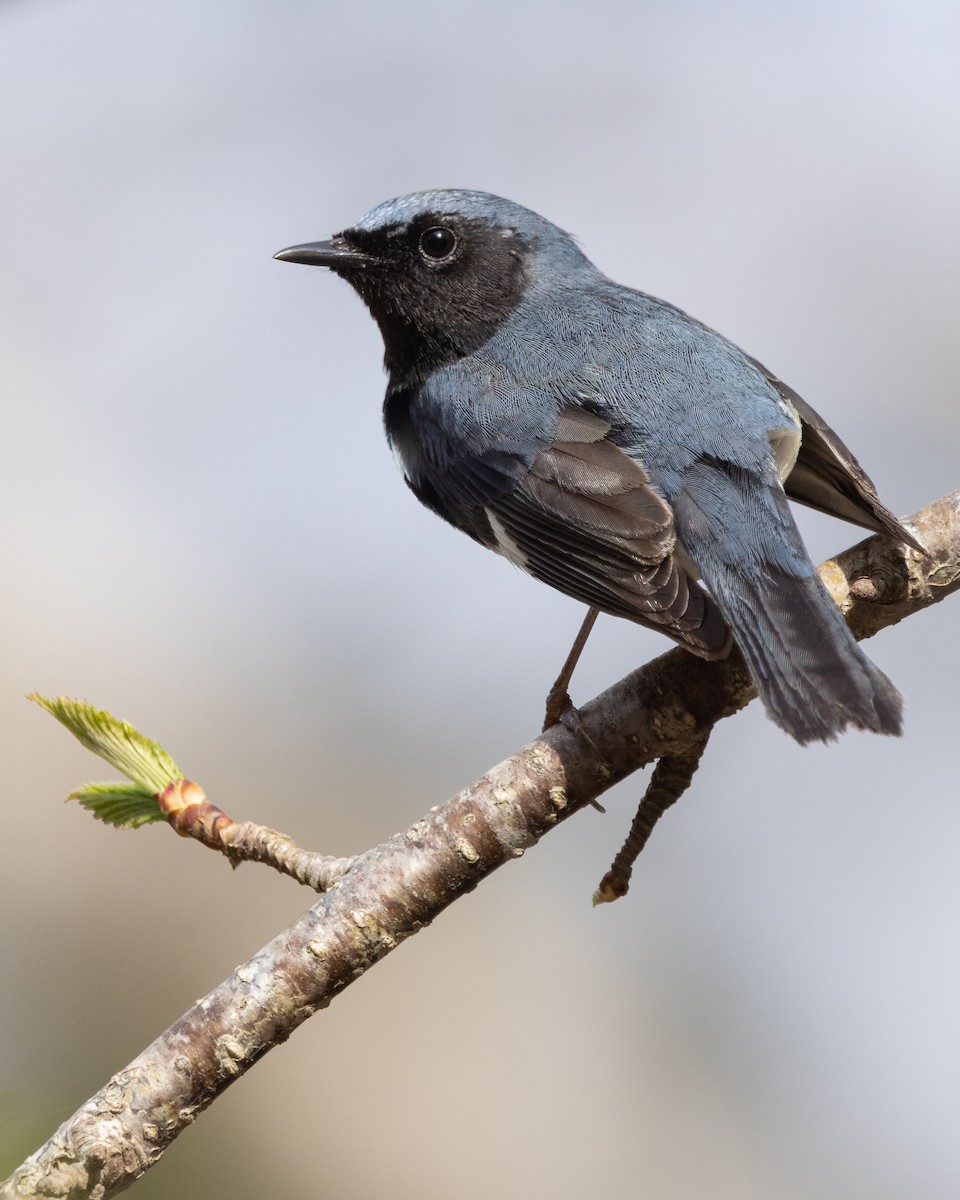 Black-throated Blue Warbler - Lyall Bouchard