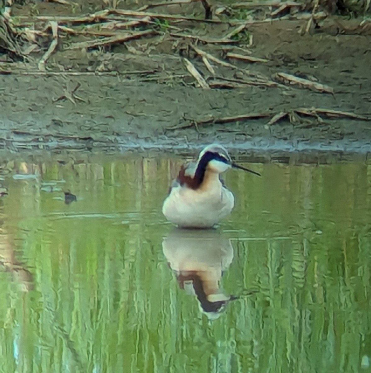 Wilson's Phalarope - Jack N