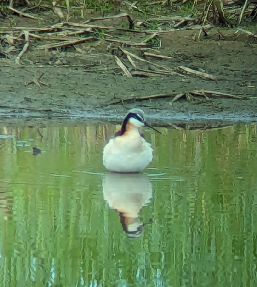 Wilson's Phalarope - Jack N