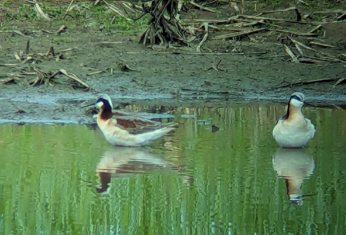 Wilson's Phalarope - Jack N