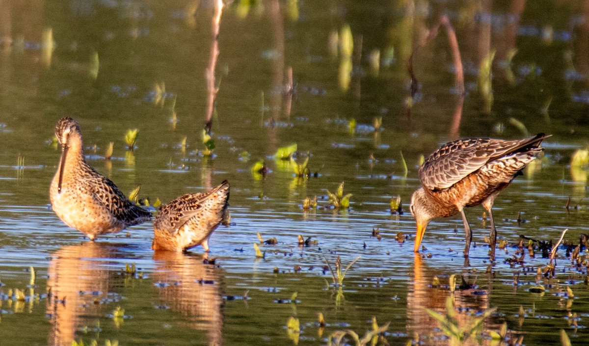 Short-billed Dowitcher (hendersoni) - James Mccoy