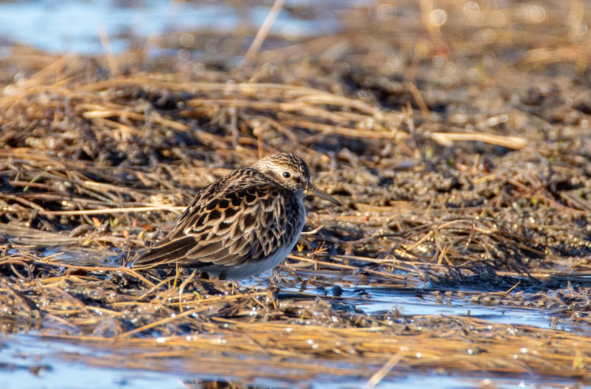 Least Sandpiper - Laurent Bédard