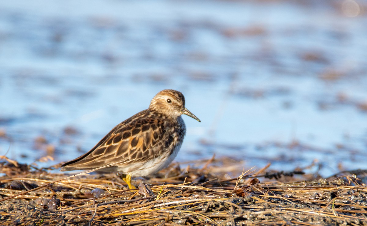 Least Sandpiper - Laurent Bédard