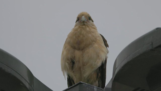 Caracara à tête jaune - ML619162134