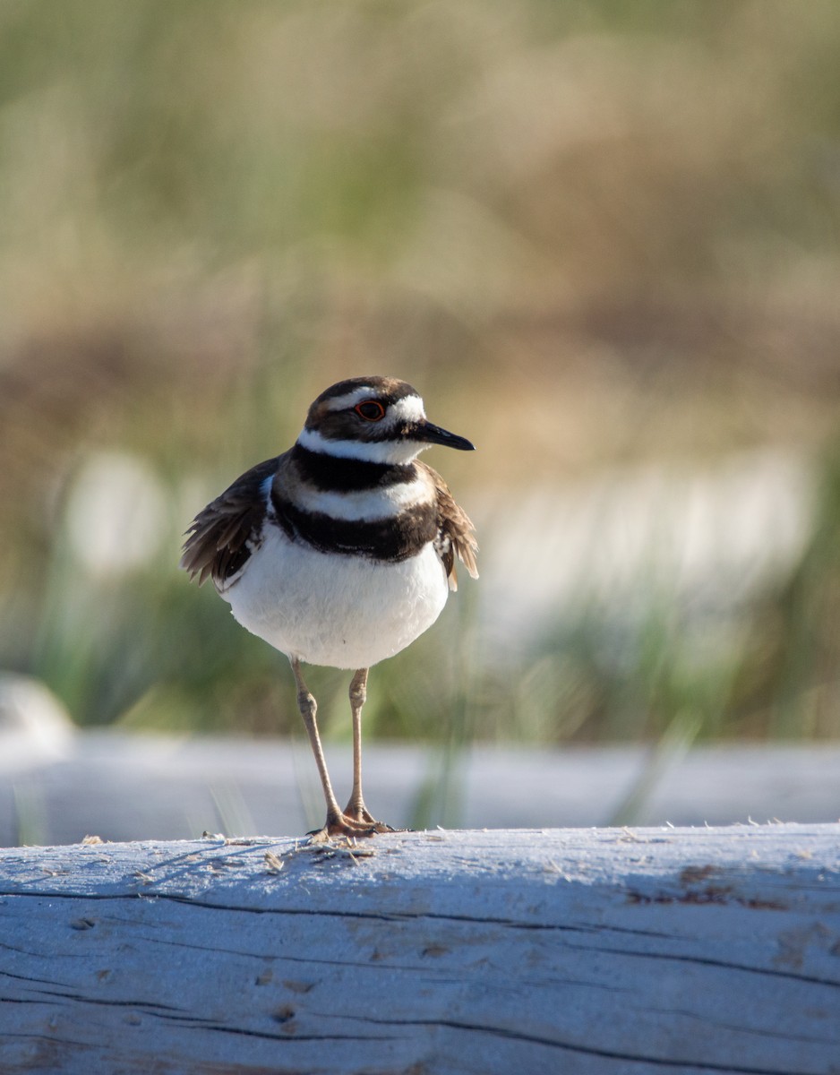 Killdeer - Laurent Bédard