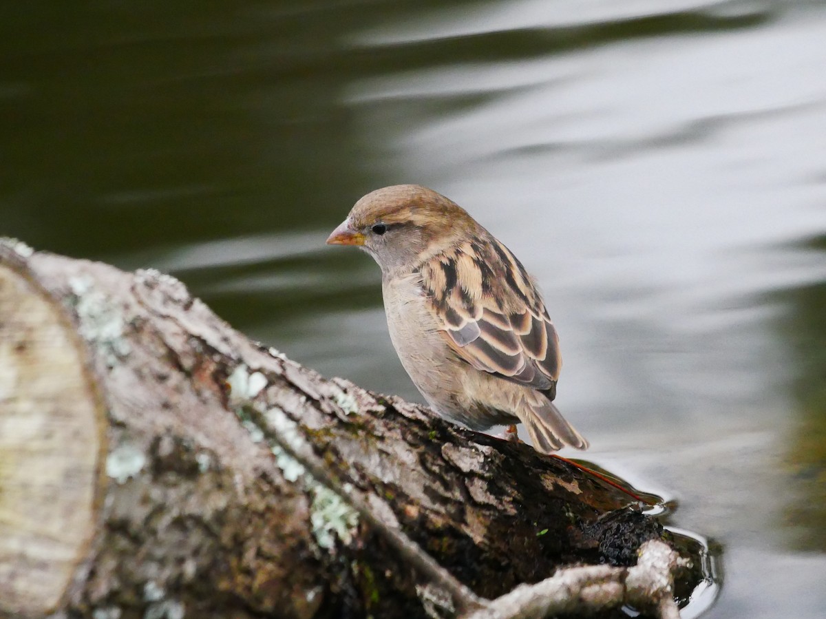 House Sparrow - Mike Bickerdike