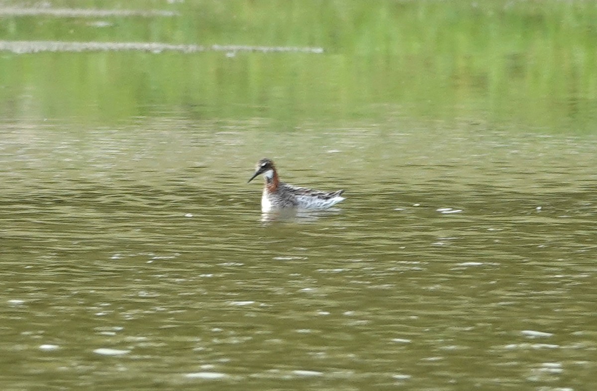 Phalarope à bec étroit - ML619162158