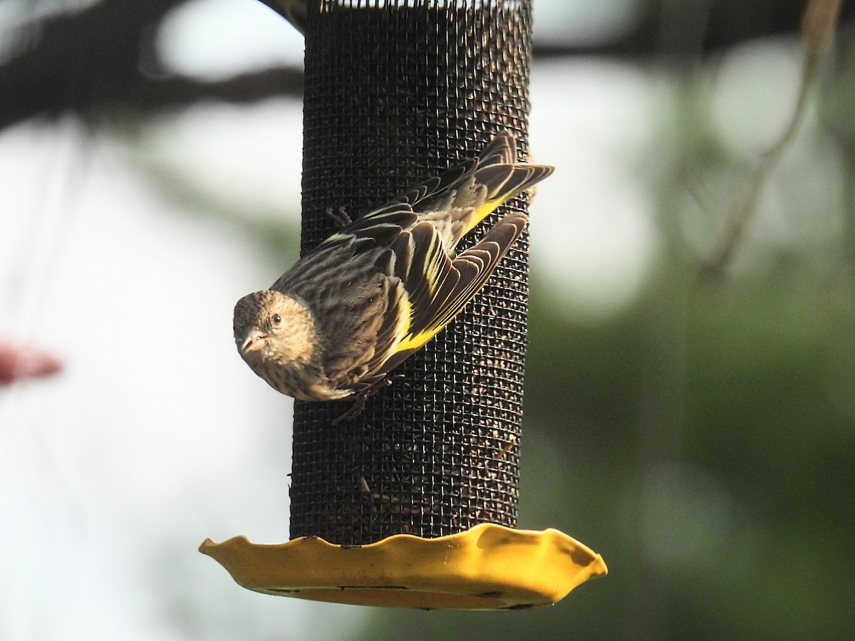 Pine Siskin - ML619162170