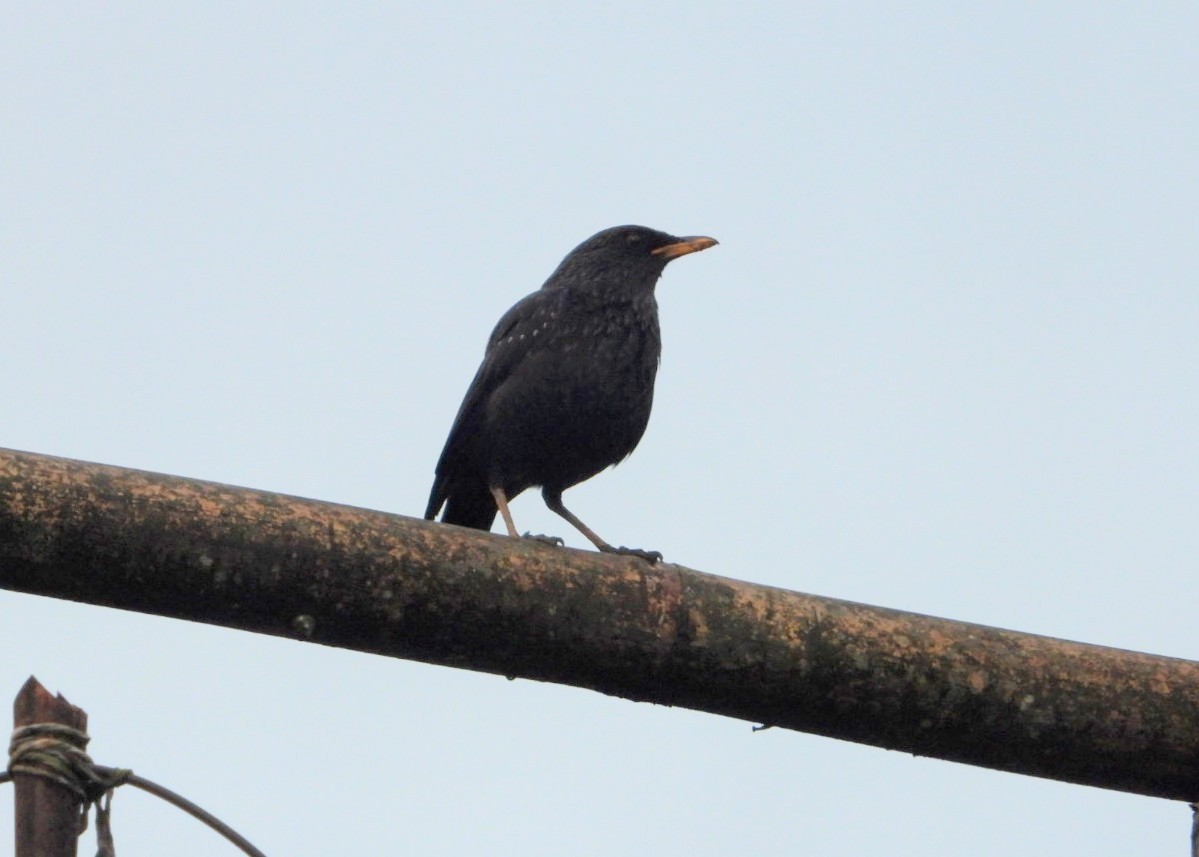 Blue Whistling-Thrush - Chaiti Banerjee