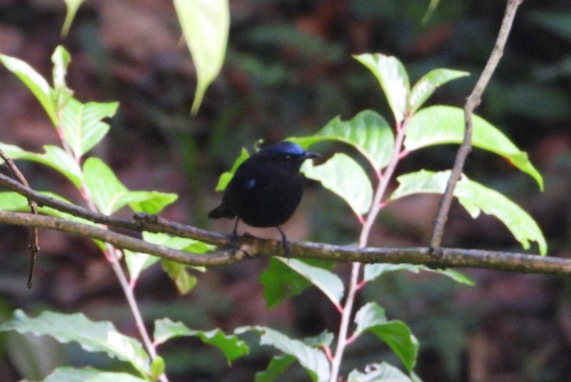 White-tailed Robin - Chaiti Banerjee