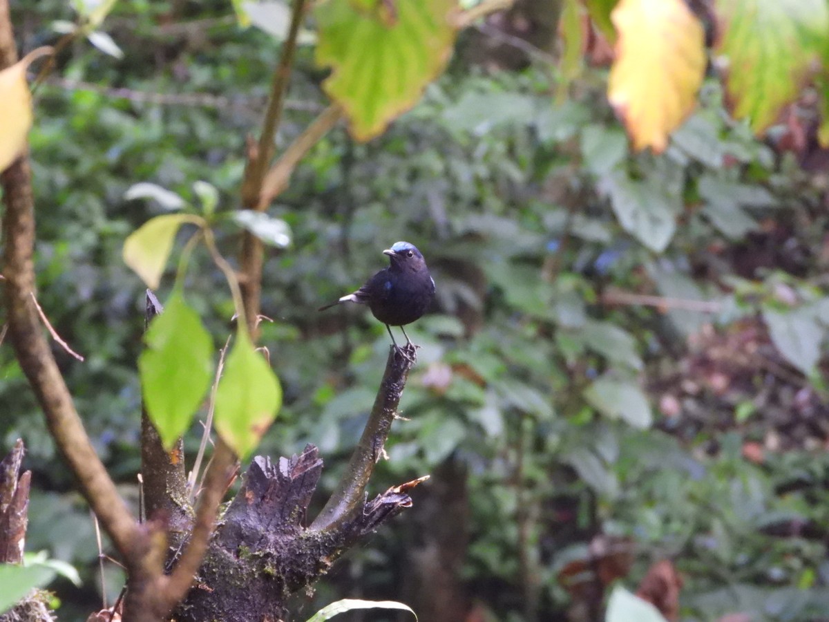 White-tailed Robin - Chaiti Banerjee