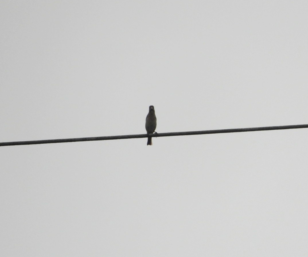 Common Rosefinch - Chaiti Banerjee