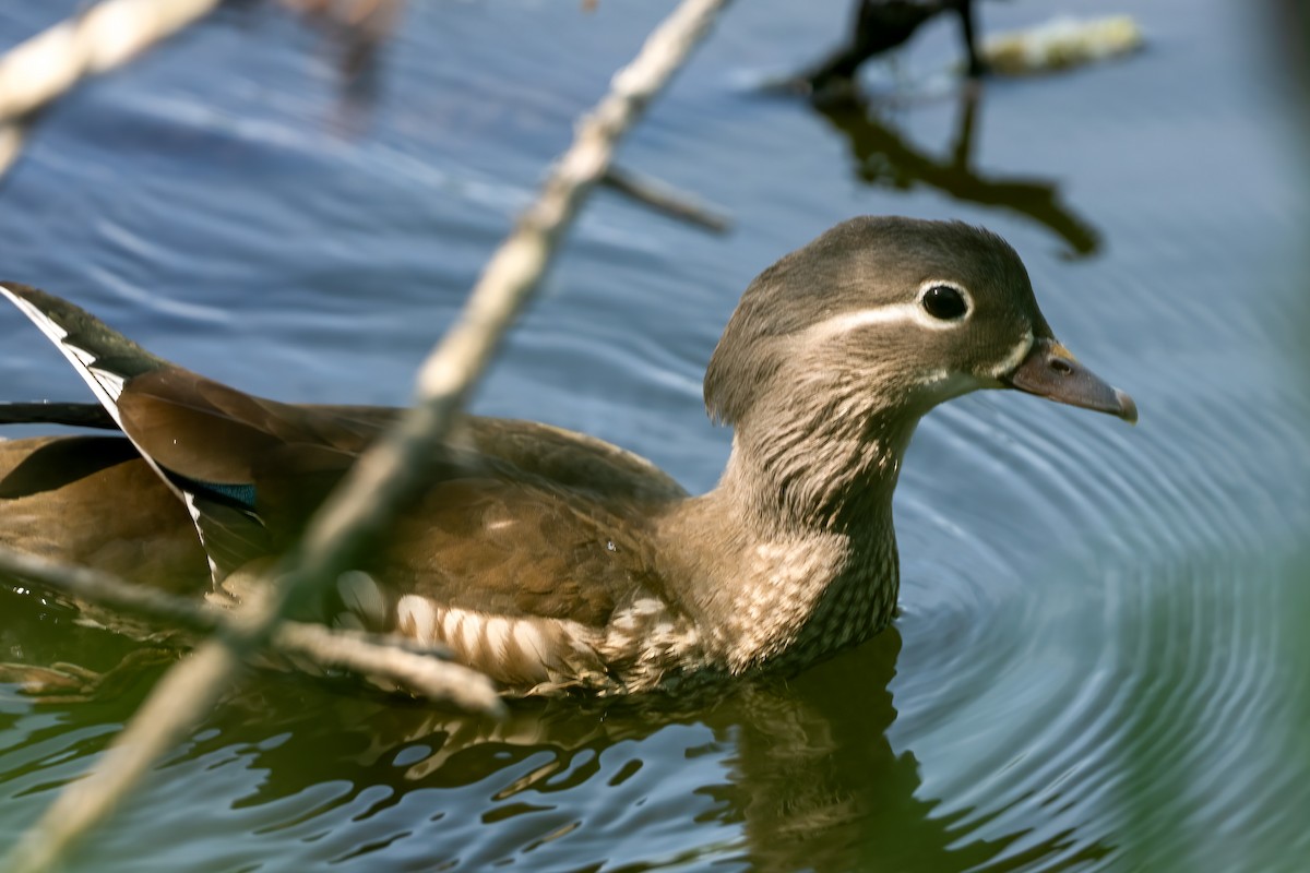 Mandarin Duck - Paul Beerman