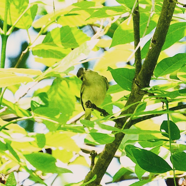 Warbling Vireo - ML619162243