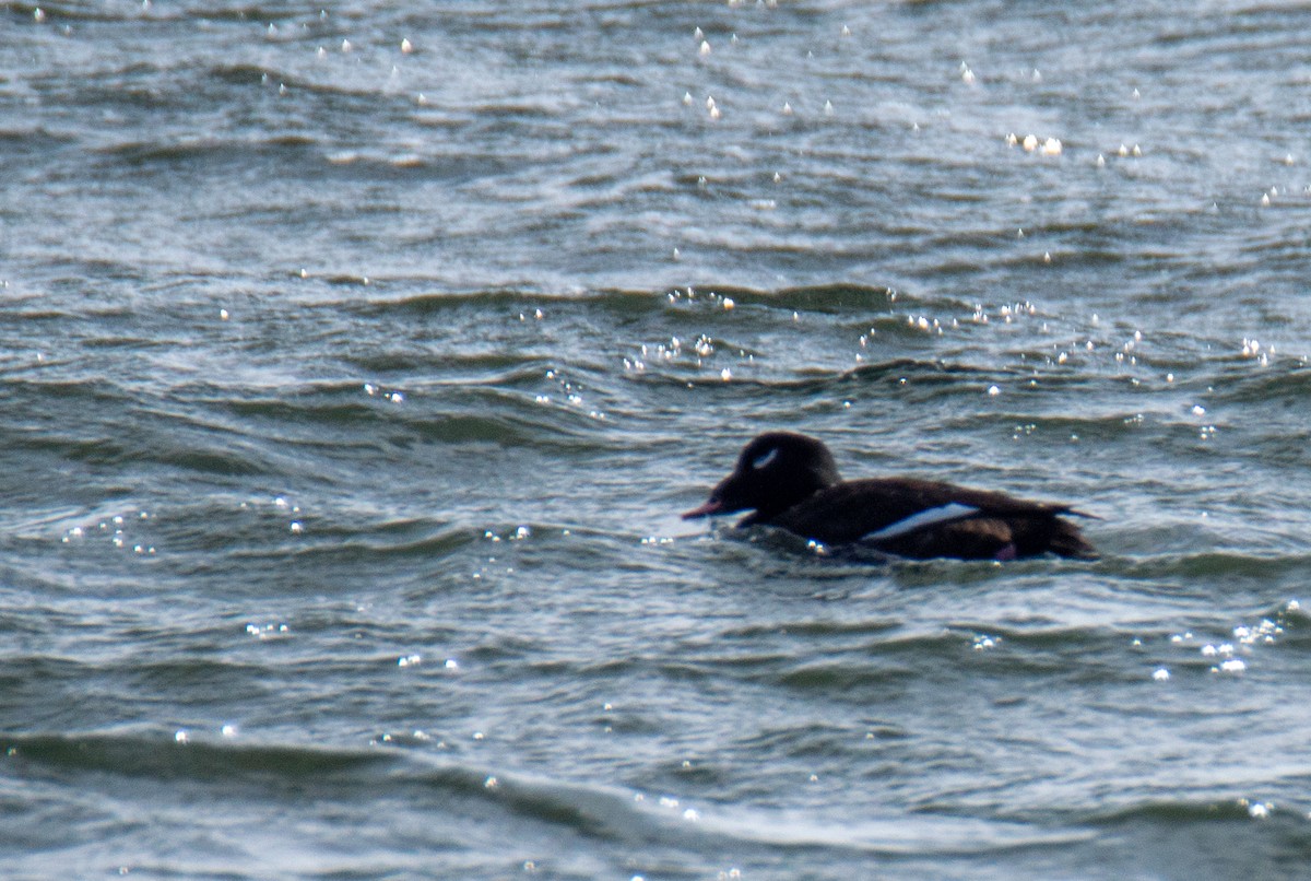 White-winged Scoter - Laurent Bédard