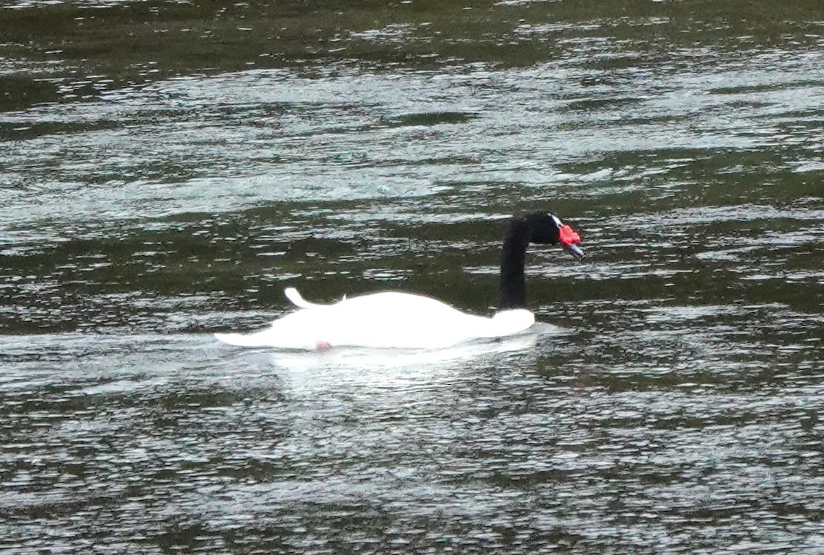 Black-necked Swan - Marcia Hawk