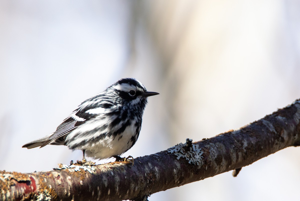 Black-and-white Warbler - Laurent Bédard