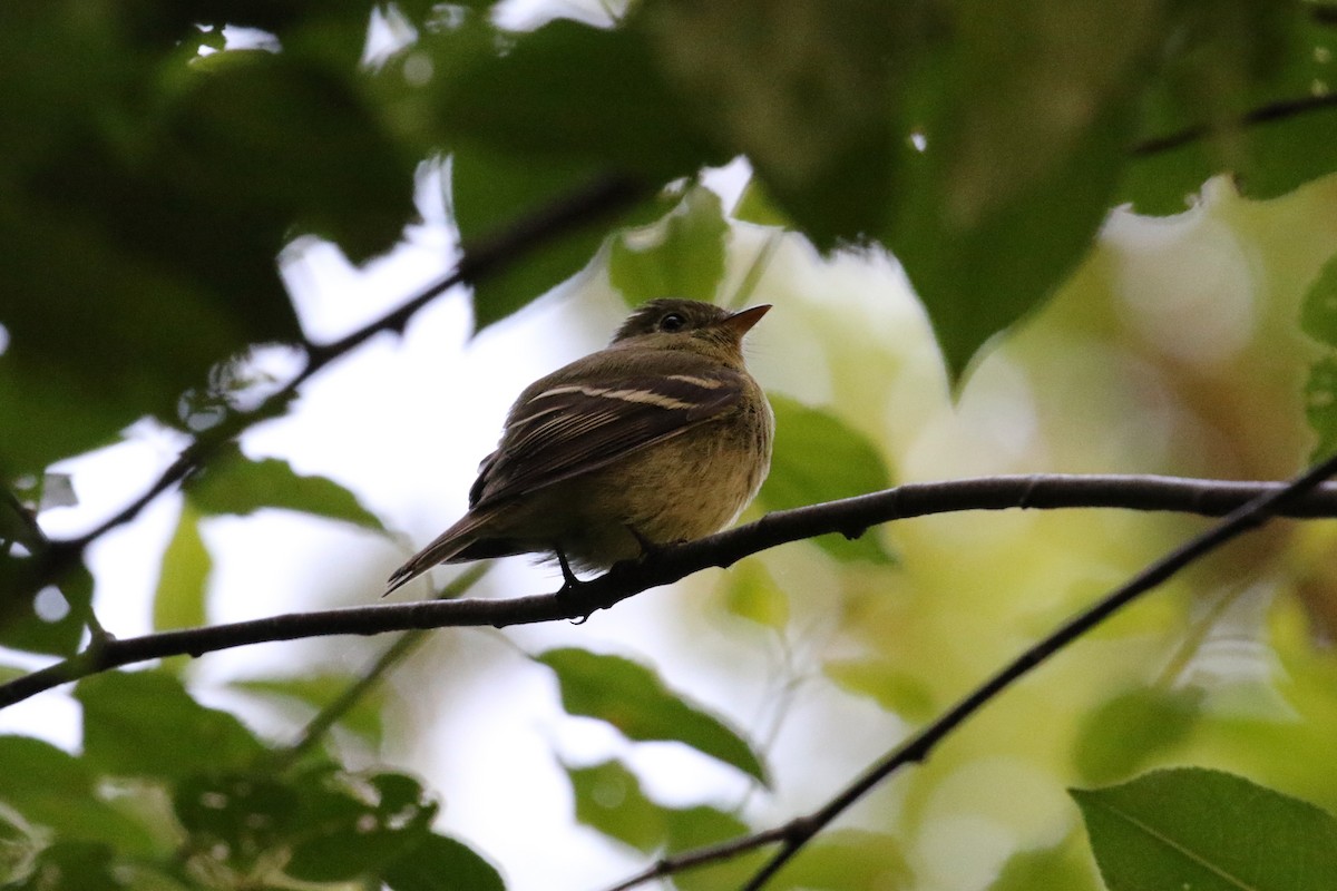 Yellow-bellied Flycatcher - Jeremy Nance