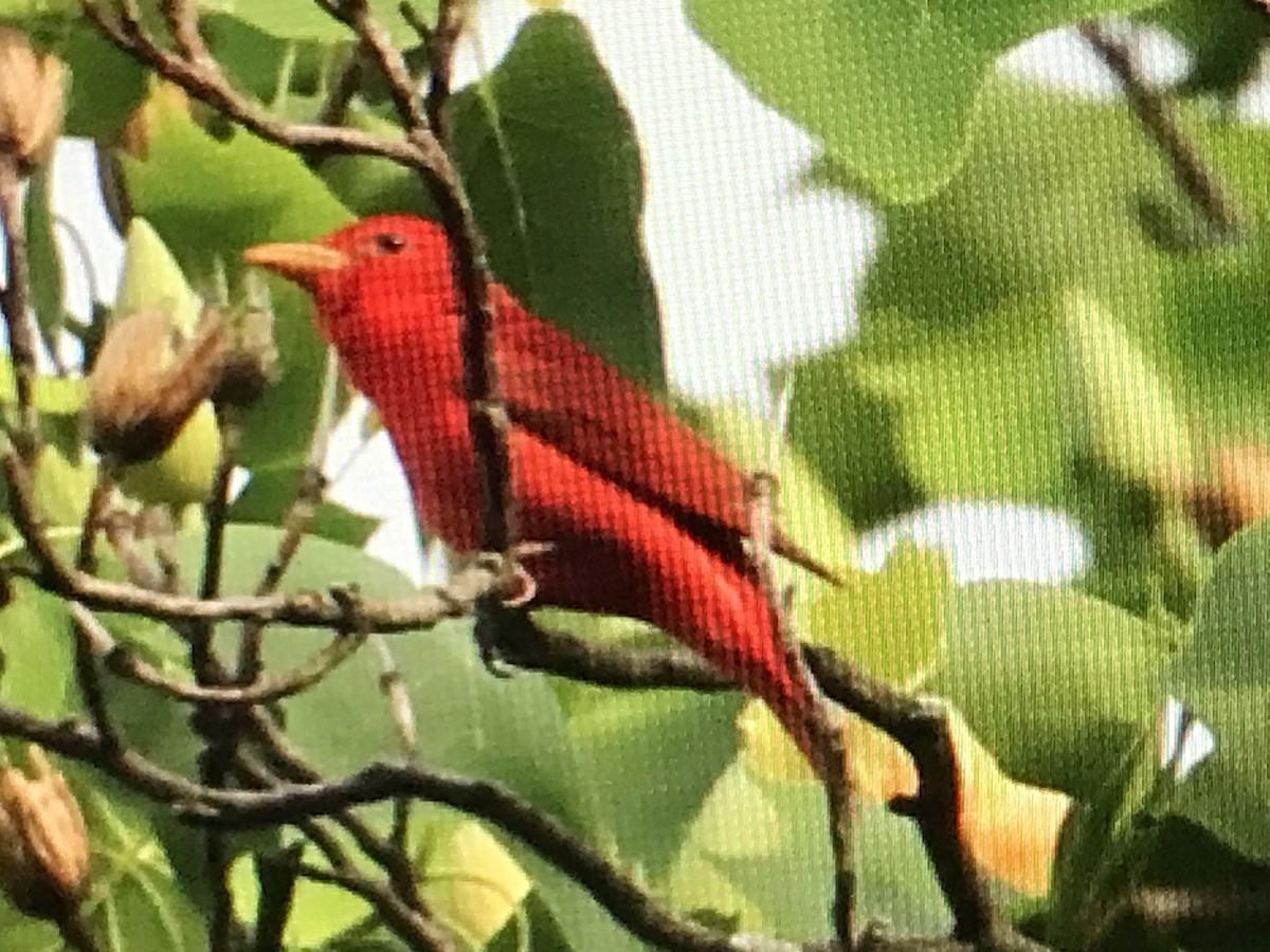 Summer Tanager - Jason Horn