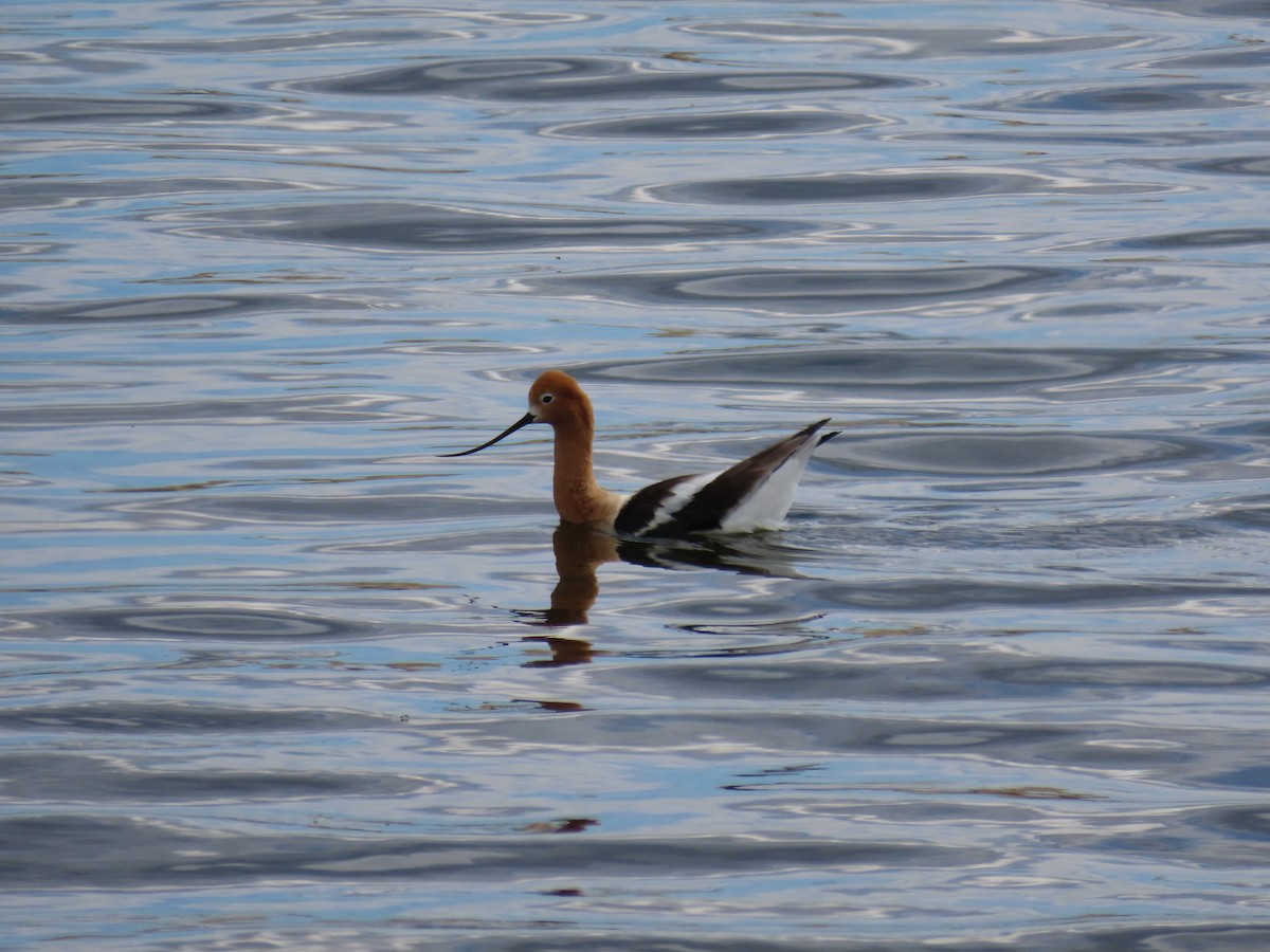 American Avocet - Charles Seniawski