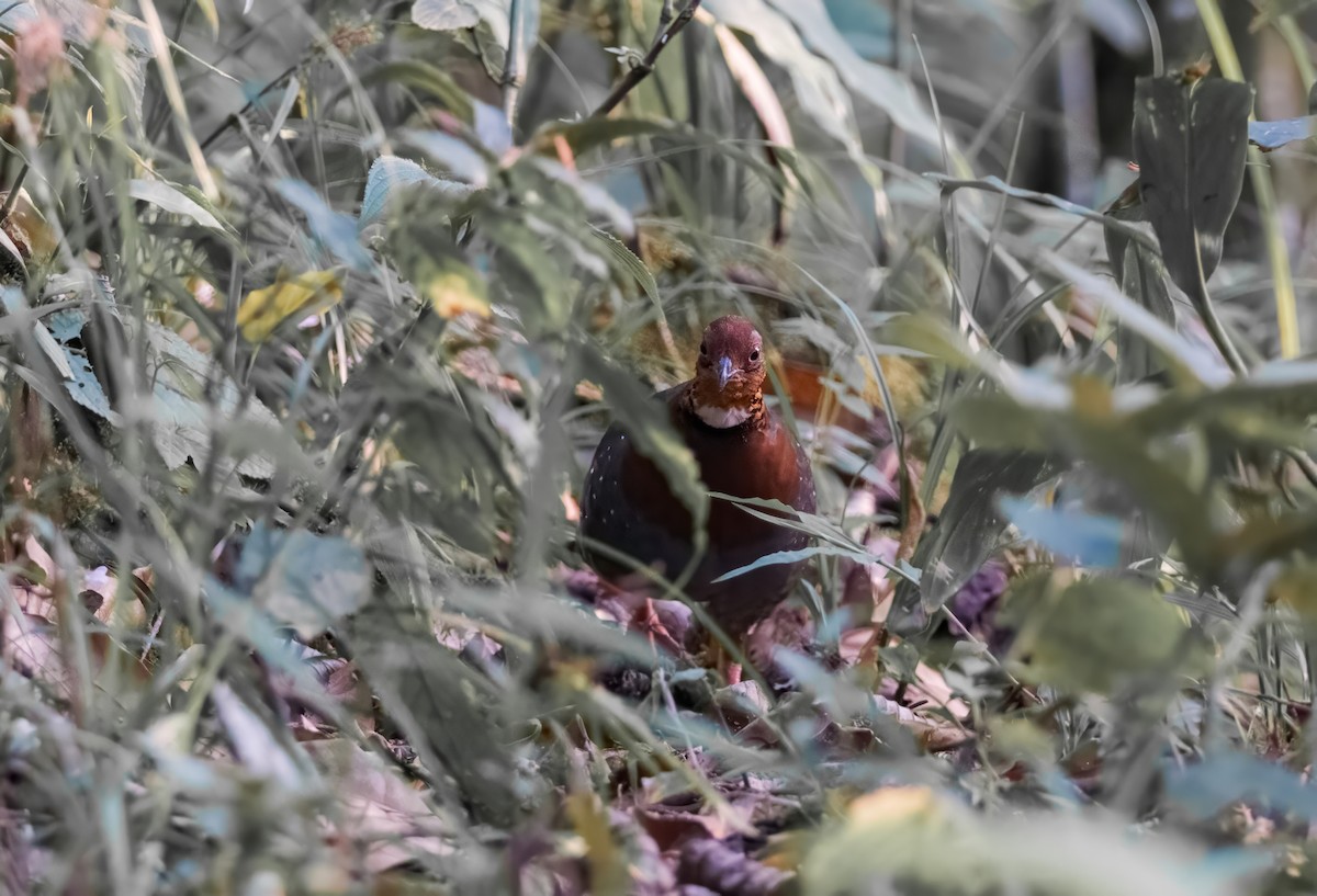 Chestnut-breasted Partridge - Nara Jayaraman