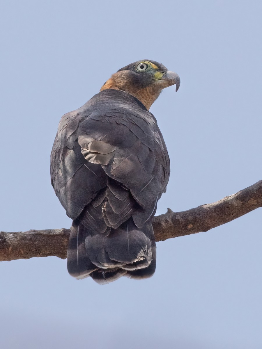 Hook-billed Kite - ML619162333