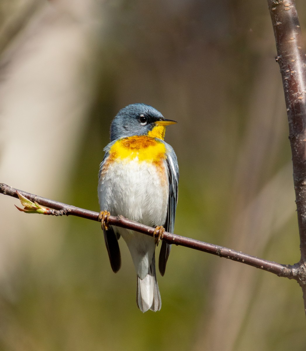 Northern Parula - Laurent Bédard